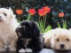 Superbes Chiots Bichon Havanais Pure Race Pedigree