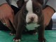  Magnifiques American bully disponible.