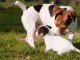 Sublimes Chiots Jack Russel