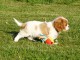 Magnifique Cavalier King Charles Spaniel Femelle