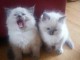 Chatons sacre de Birmanie femelle adonner