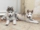 Adorables Chiots Husky Siberien A Donner 