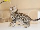 ADORABLES CHATONS BENGAL BROWN