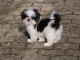 Magnifiques chiots shih tzu