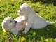 Magnifiques chiots golden retriever à donner