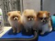 BEAUX  SPITZ NAIN FAUVE MALE ET FEMELLE