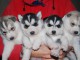 CHIOTS HUSKY A DONNER POUR BONS SOINS 