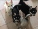 CHIOTS HUSKY A DONNER POUR BONS SOINS