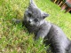 Nos chatons british shorthair