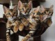 suerbes chatons bengal 