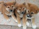 Chiots shiba inu disponibles