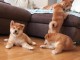 Chiots shiba inu disponibles