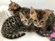 superbes chatons bengal