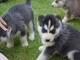 Husky Siberian Disponible