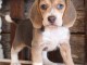 chiots beagles tricolores disponibles