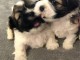 Magnifique Chiots Shih Tzu