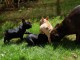 Magnifiques chiots Bouledogue français