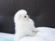 Adorables petits chiots spitz nain