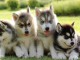 Superbes chiots husky de siberie LOF