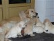 Magnifiques Chiots Golden Retriever Pure Race