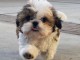 Magnifique amies chiot shih tzu, intelligent et très actif 