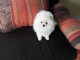 ADORABLES CHIOTS SPITZ NAIN NON LOF