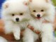 ADORABLES CHIOTS SPITZ NAIN NON LOF