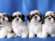 Exceptionnels Chiots Shih Tzu Pure Race