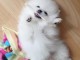 Petits chiots Spitz Nain 