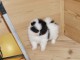 Petits chiots Spitz Nain 