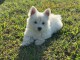 Adorables chiots westie