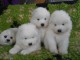 Chiots samoyede inscrits au lof