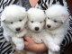 Chiots samoyede inscrits au lof