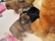 Magnifiques Chiots Chow Chow Pure Race