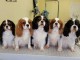 Chiots cavalier king charles lof