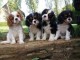 Chiots cavalier king charles lof