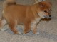 Chiots shiba inu pour bonne famille