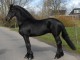 Cheval hongre frison pour adoption