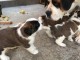 Magnifiques Chiots Saint Bernard Pure Race