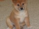 Chiots shiba inu pour bonne famille