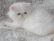 Adorables Chatons Persan 