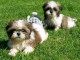 disponible de suite magnifiques bébés shih tzu lof