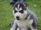 A donner Chiots husky Sibérien aux yeux bleu 