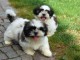 Adorable Chiots Shih Tzu Portée de 3 Chiots