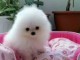 Adorable chiots spitz nain Blanc lof