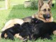   Magnifiques Chiots Berger Allemand Pure Race,