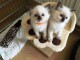 chatons Ragdoll  disponible de suite pour adption