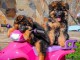 Disponible de suite chiot berger allemand LOF