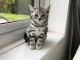 chatons type British Shorthair,