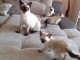 Sublimes chatons siamois pour vous